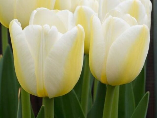 tulipa