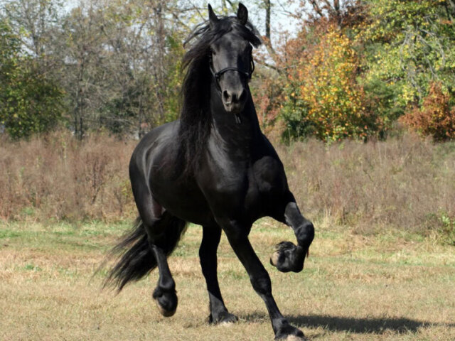 Um cavalo preto! O mistério, as forças ocultas, poder e selvageria; simbolizando a vida e a morte.