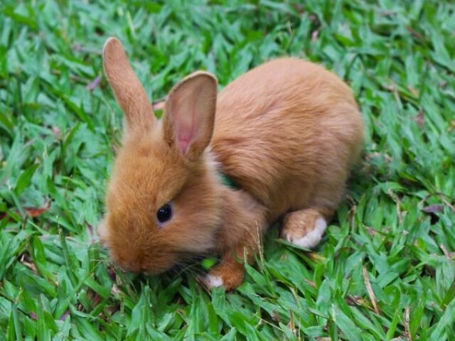 Um coelho! Símbolo da fofura, ternura, sorte e timidez.