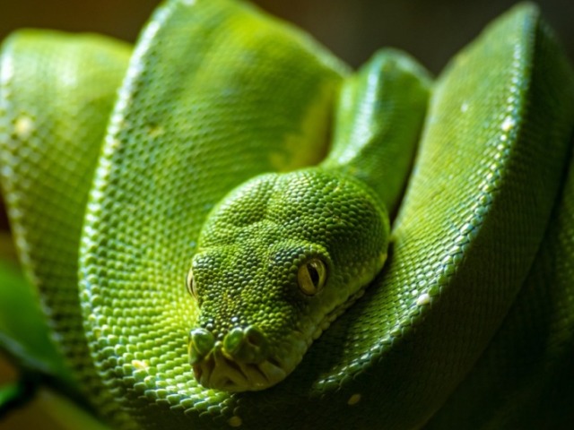 Uma cobra! Um animal de renovação, habilidades ocultas e sabedoria.