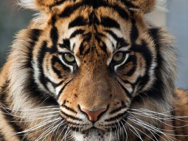 Tigre