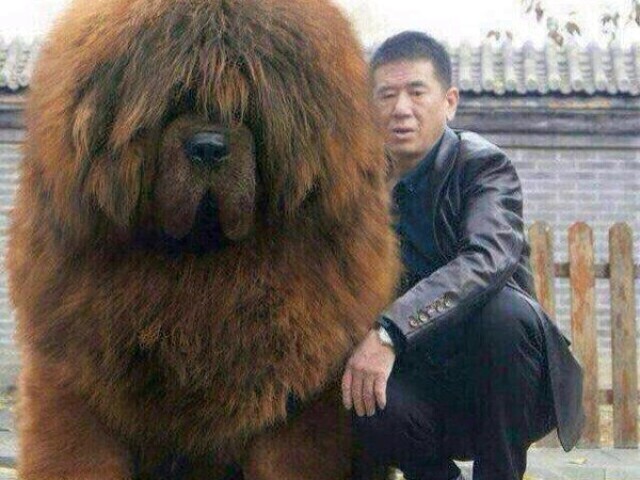 cachorro