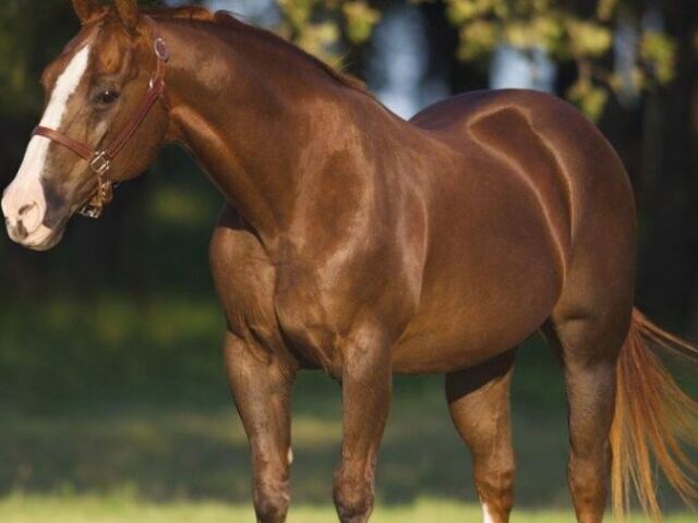 CAVALO FORTÃO MLK