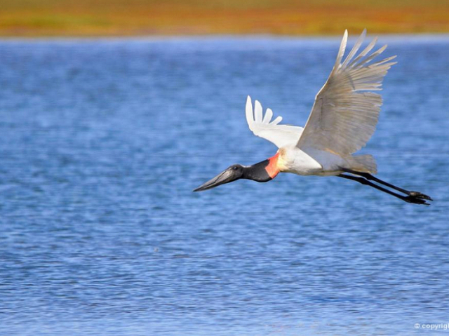 Pantanal, ou o que sobrar