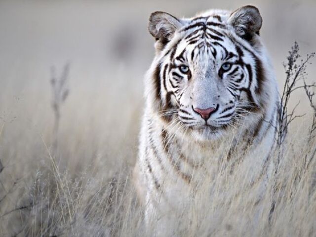 Tigre Branco