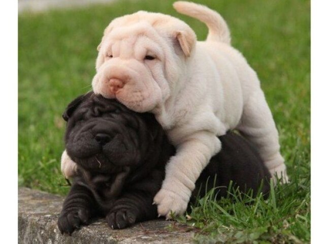 Qual seria o seu cachorro perfeito?
