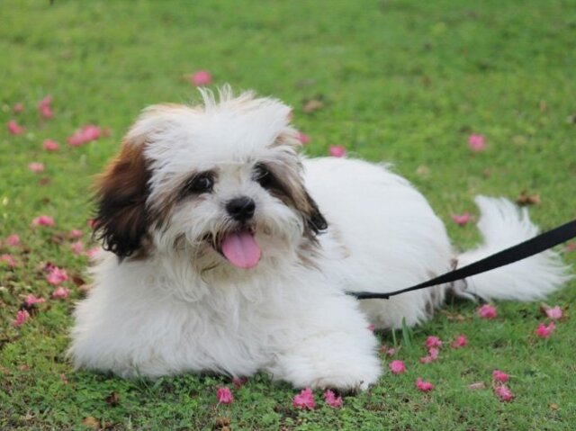 O cão perfeito para vc seria um cão de raça shitzu
