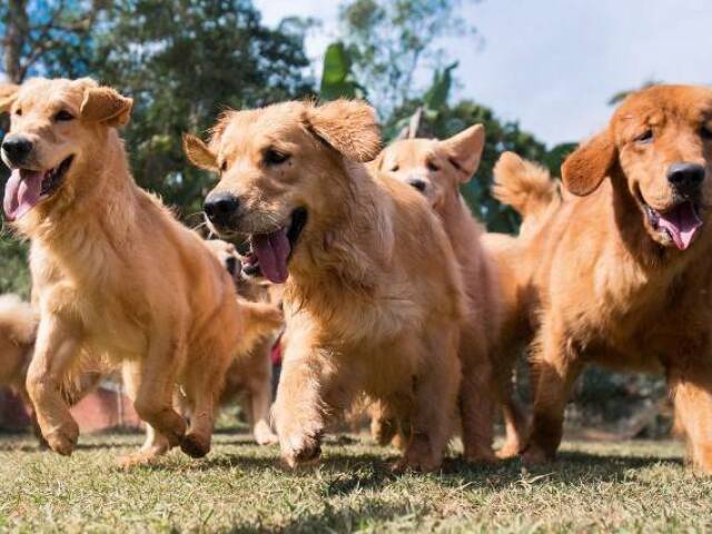 Golden Retriever!!!!!