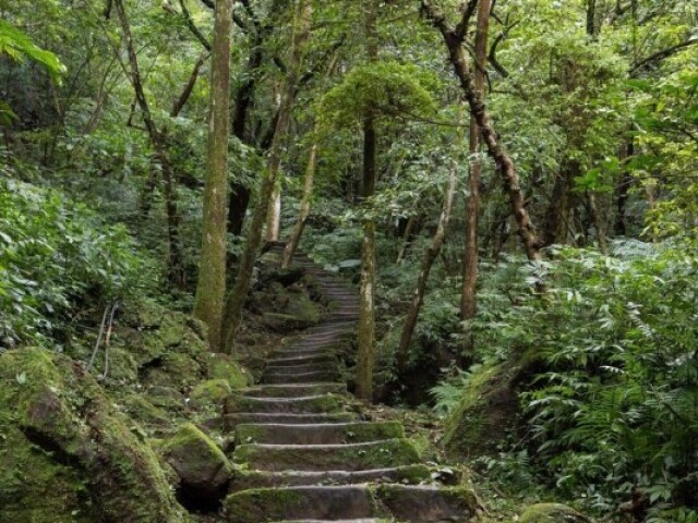 Um bosque encantador.