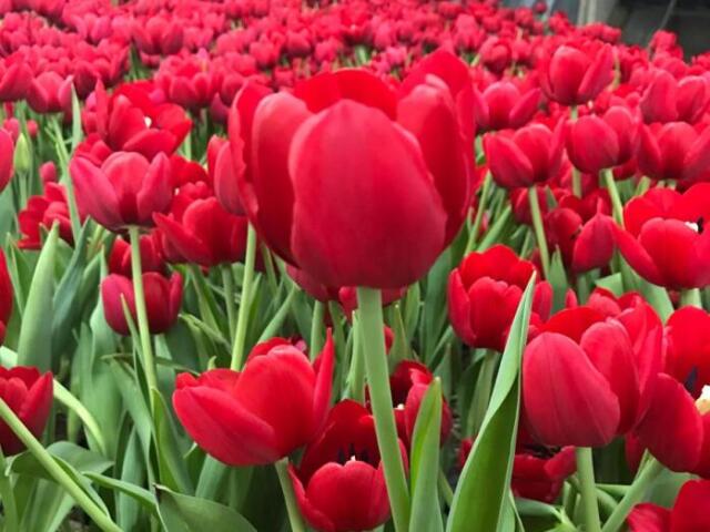 Especialidades de flores