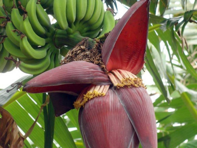 flor de bananeira