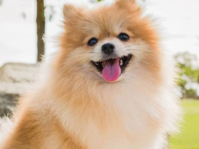 Lulu da Pomerania