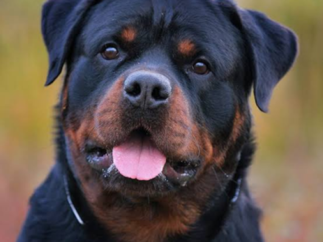 Rottweiler