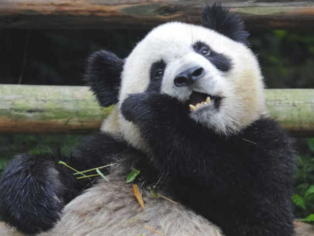 PANDA