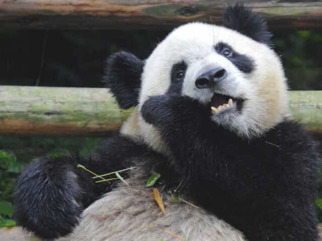 PANDA