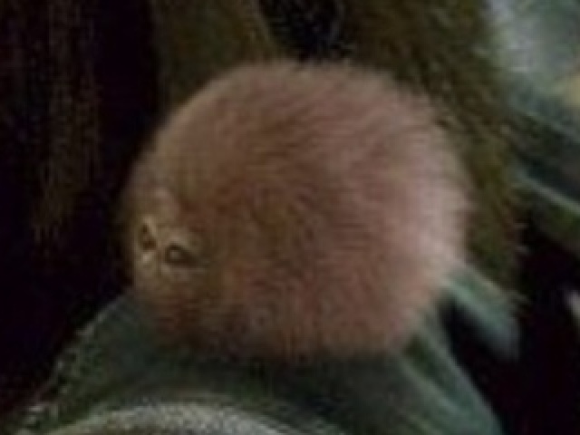 Mini-pufe