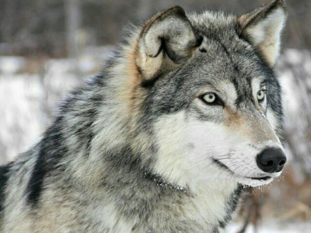 Lobo