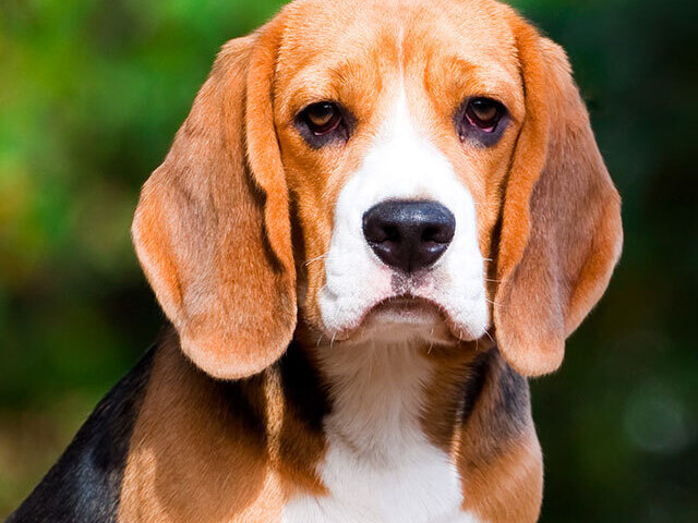 Beagle