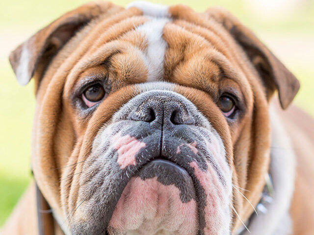 Buldogue Françes