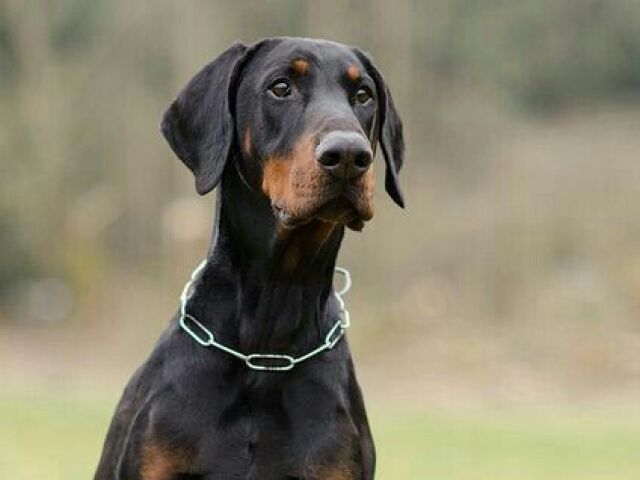 Doberman