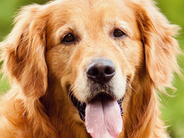 Golden Retriver