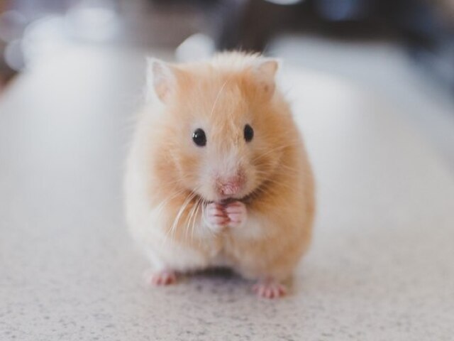 hamster