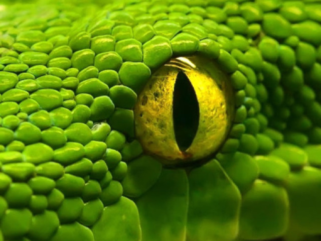 Cobra