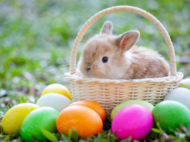 Páscoa 🐇