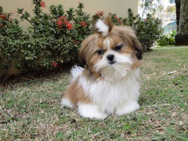 Shih Tzu