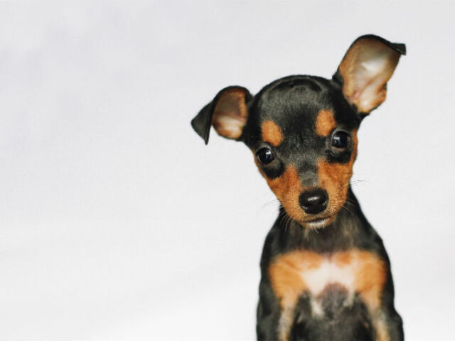 Pinscher