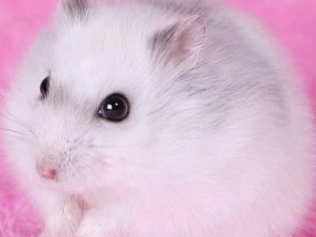 Hamster