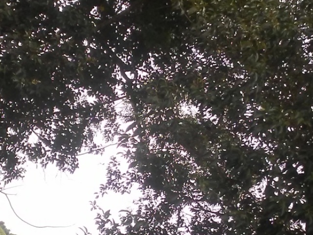 AR