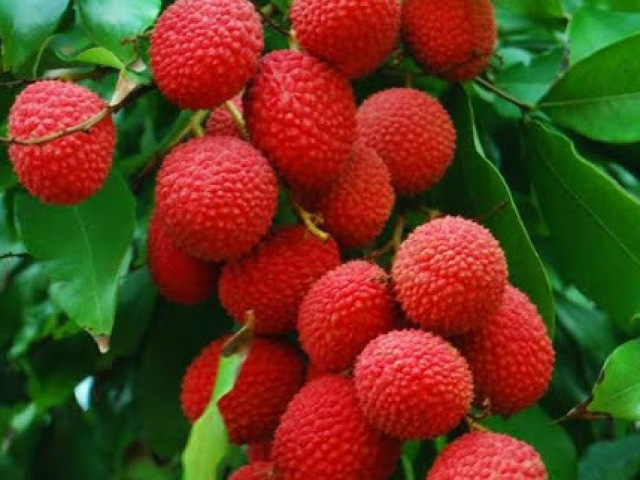 Lichia
