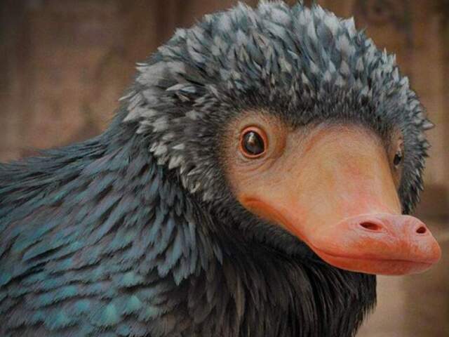 PELUCIO