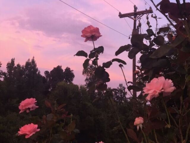🌷𝔇𝔶𝔫𝔞𝔪𝔦𝔱𝔢🌷