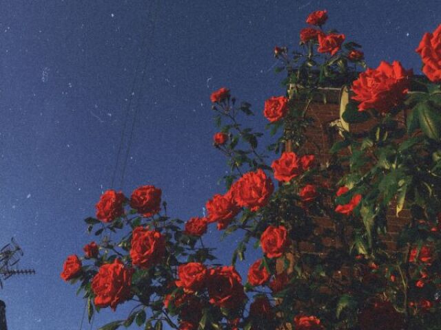 🌹𝔅𝔬𝔶 𝔚𝔦𝔱𝔥 𝔏𝔲𝔳🌹