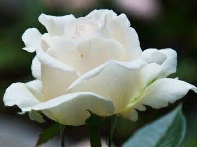 Rosas brancas