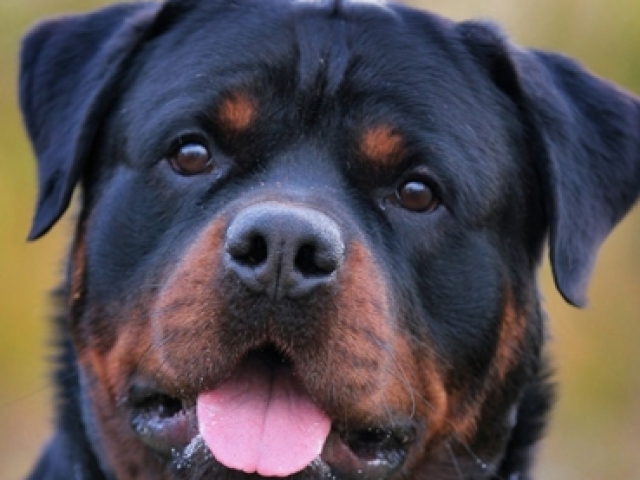 Rottweiler