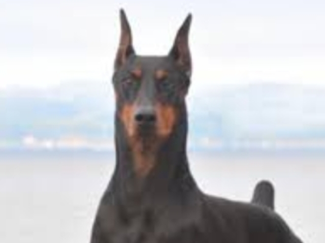 Doberman