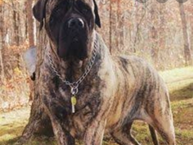 Mastiff