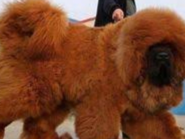 Mastiff tibetano