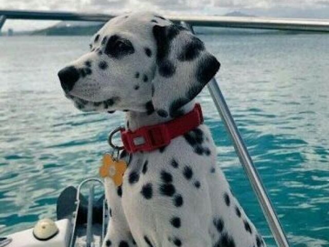 Cachorro