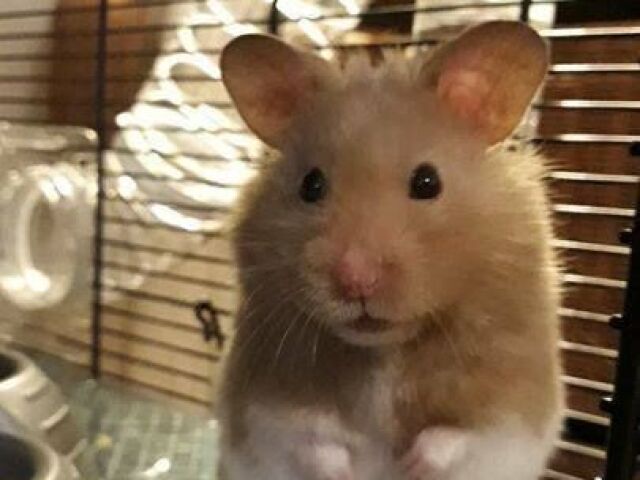 Hamster