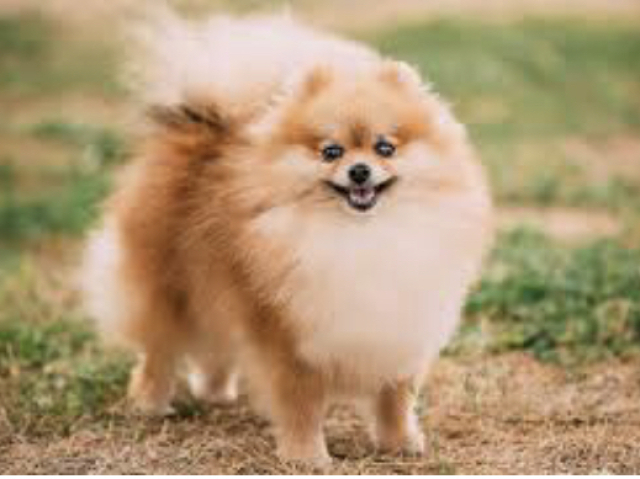 Lulu da pomerania