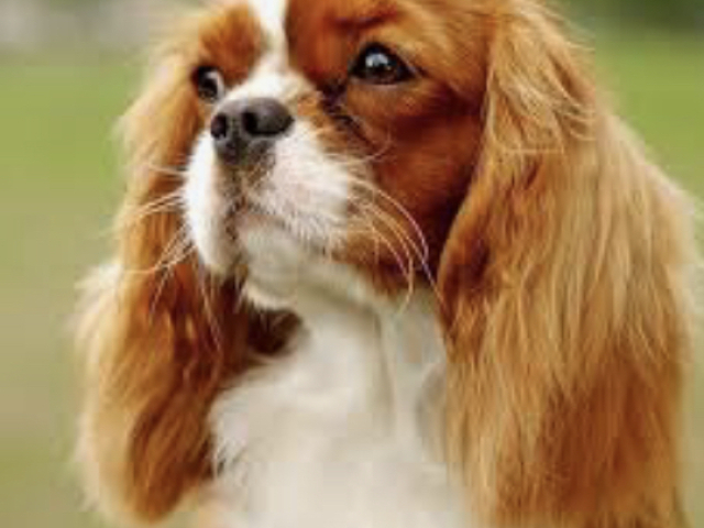 Cavalier