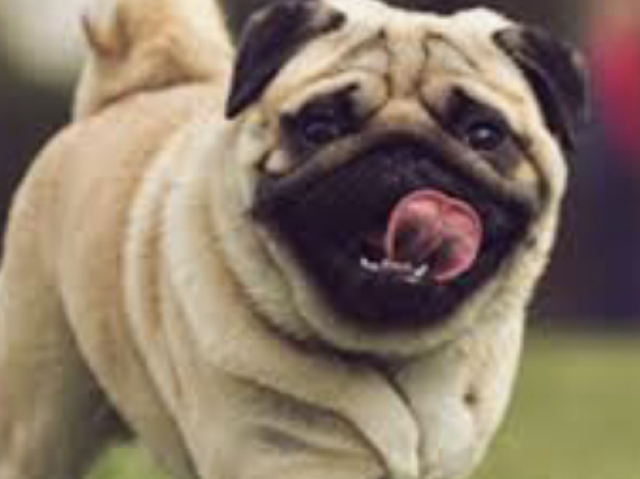 Pug