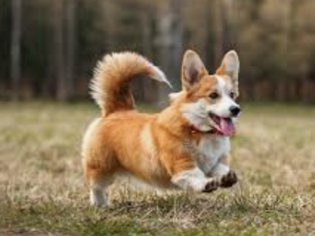 Corgi