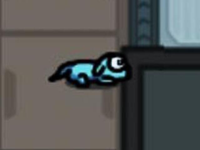 Tripulante: tripulante com pet