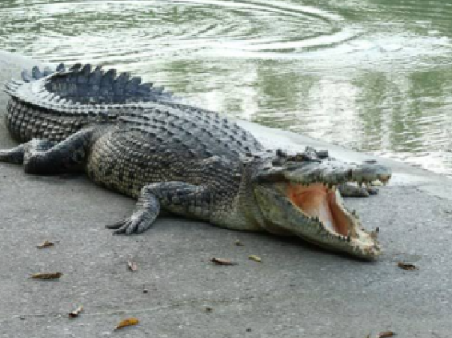 Crocodilo