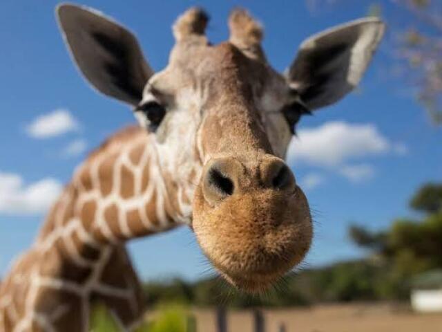 🦒girafa